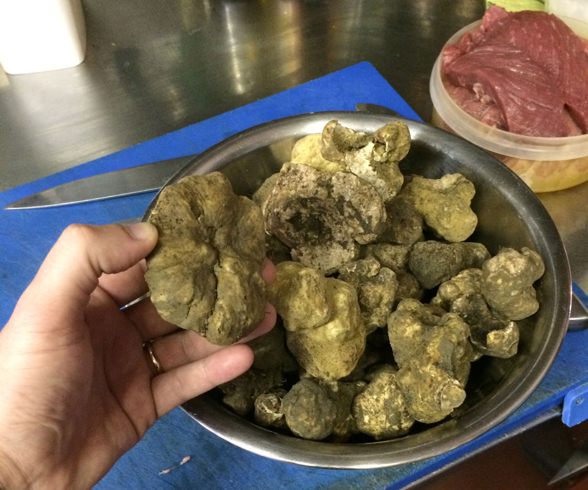 Tartufo Bianco appena raccolto Tartufo Bianco appena raccolto